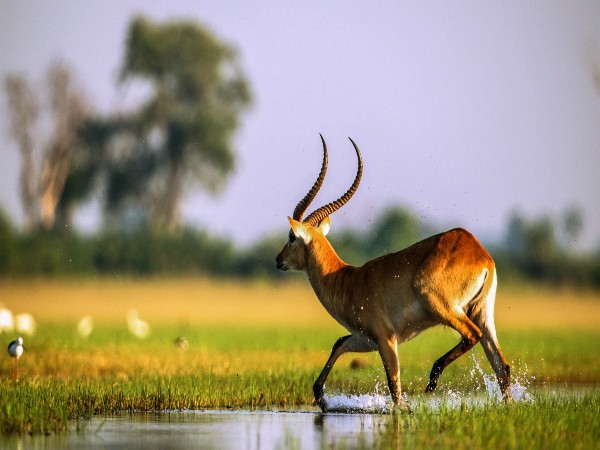 Okavango Delta