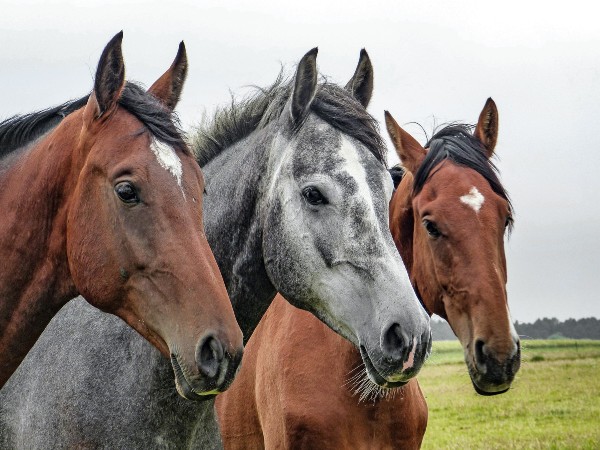 World Animal Day World Animal Day
