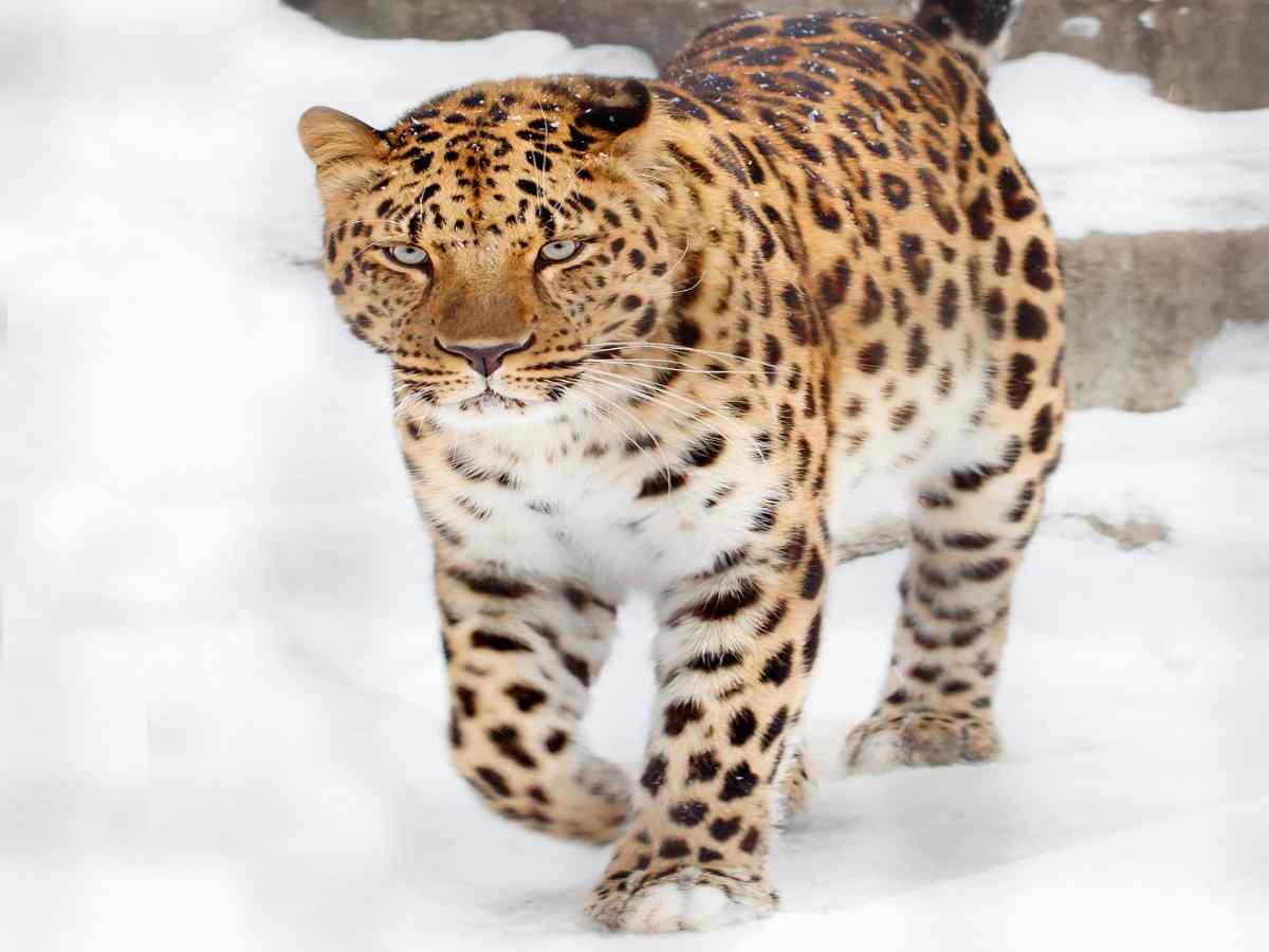 legacyofamurleopard