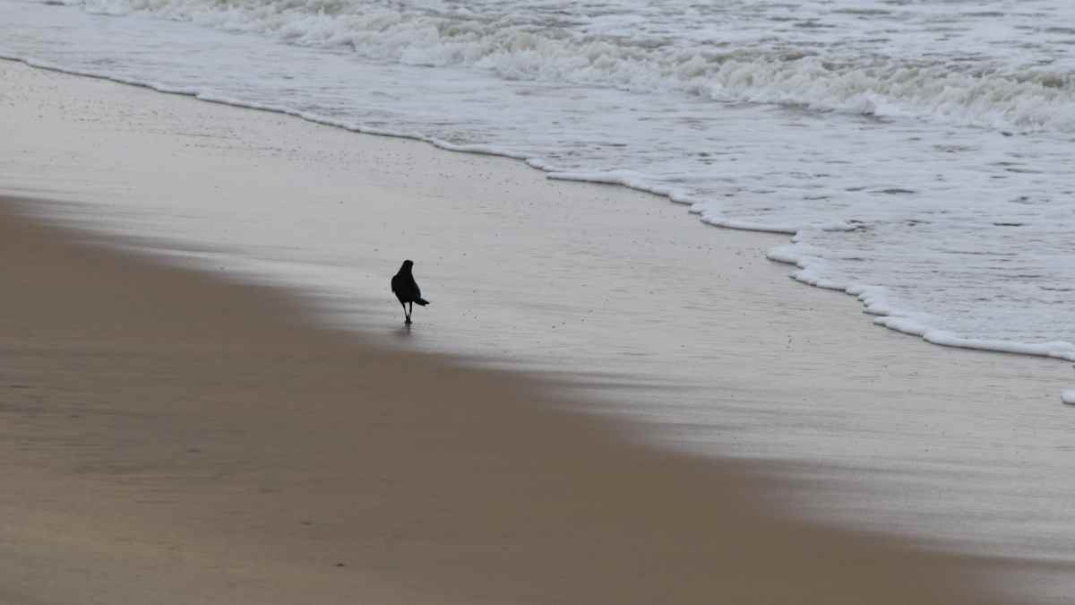 Bekal Beach Bekal Beach