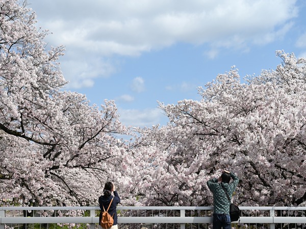 Cherry Blossom Japan Cherry Blossom Japan
