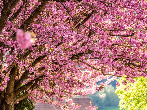 Cherry Blossom Japan Cherry Blossom Japan