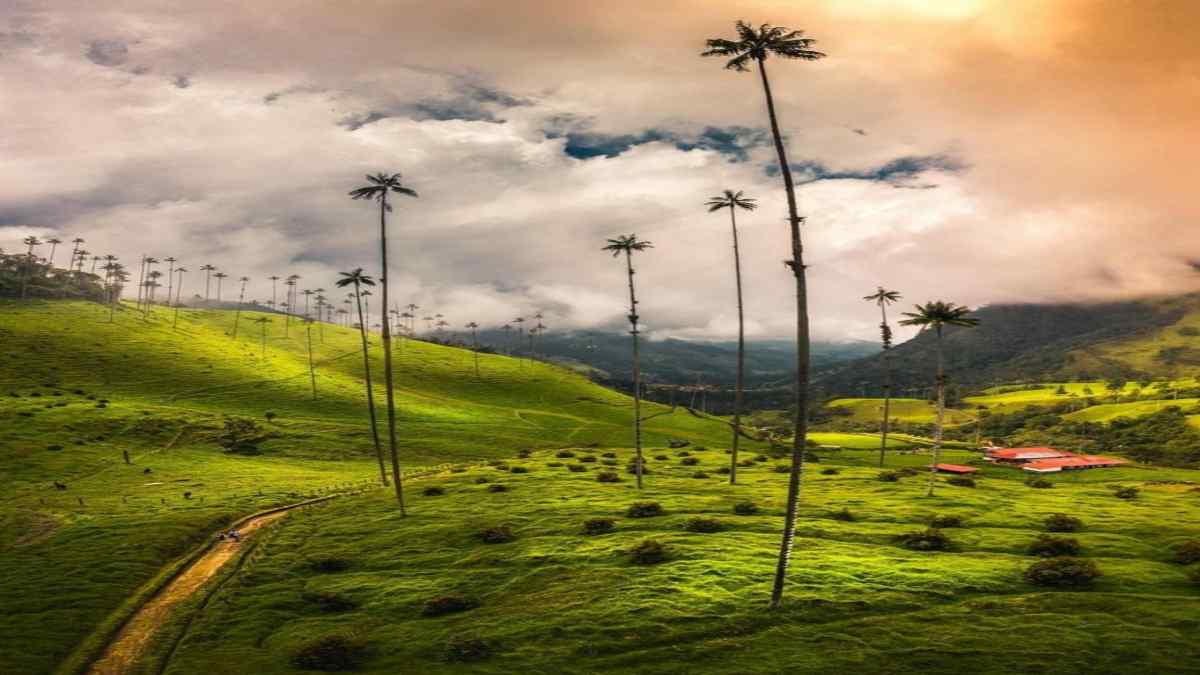 Cocora Valley Cocora Valley