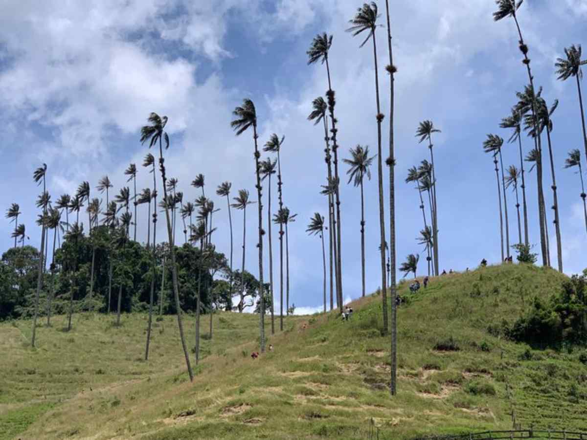 Cocora Valley Cocora Valley