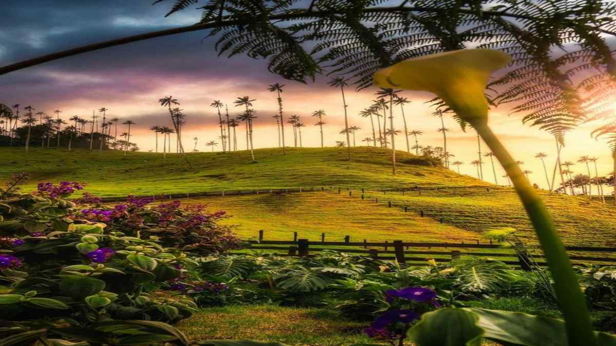 Cocora Valley Cocora Valley