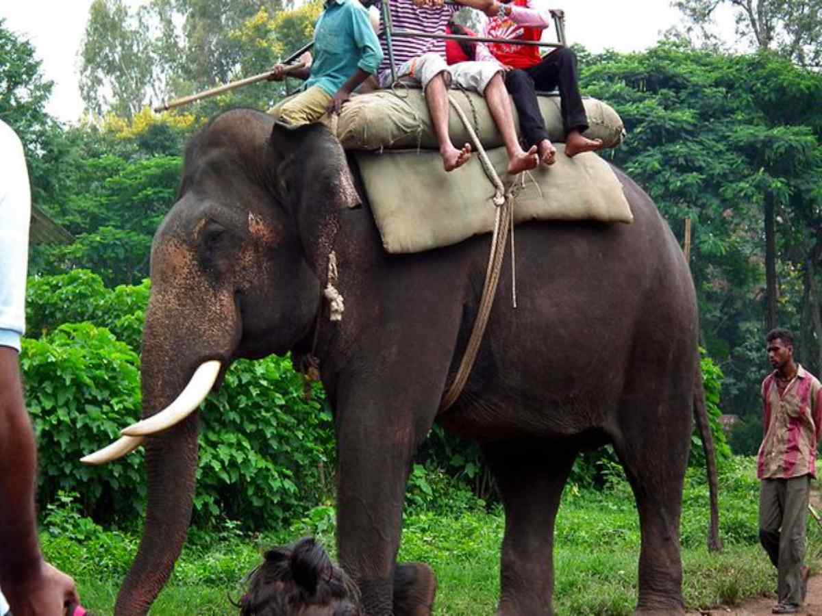 coorg animal watching coorg animal watching