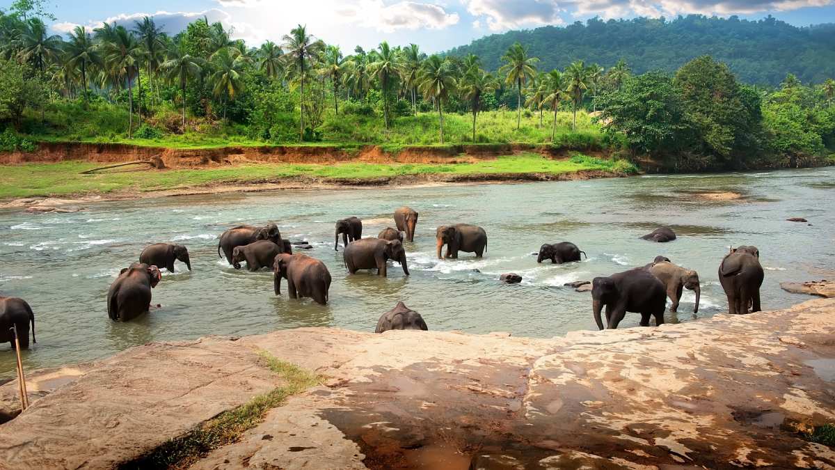 indianelephants indianelephants