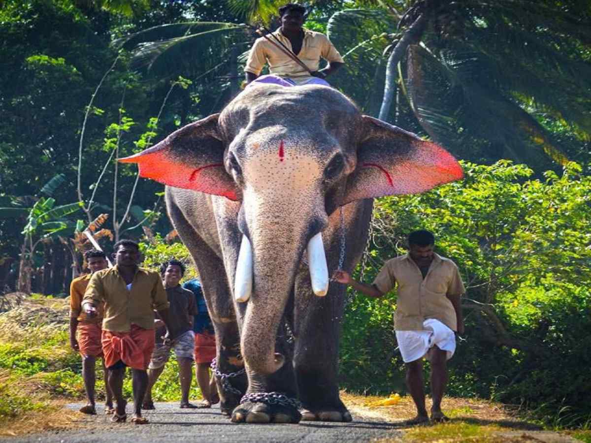 Tallest Elephant in India Tallest Elephant in India