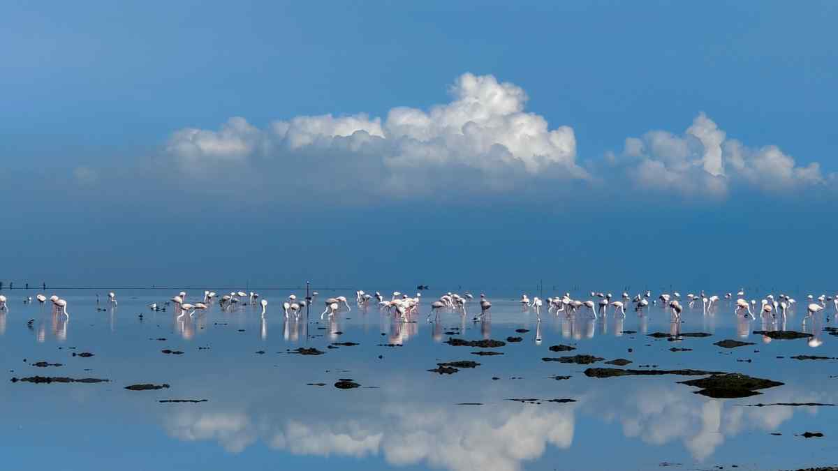 pulicatlake1 pulicatlake1