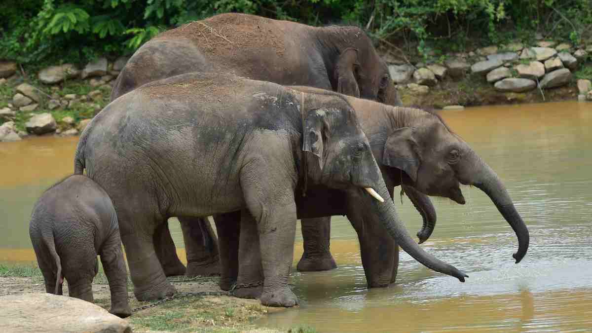 Bannerghatta National Park