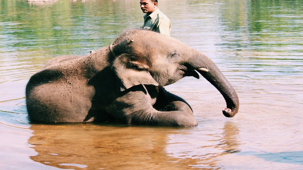 Elephant Spa Elephant Spa