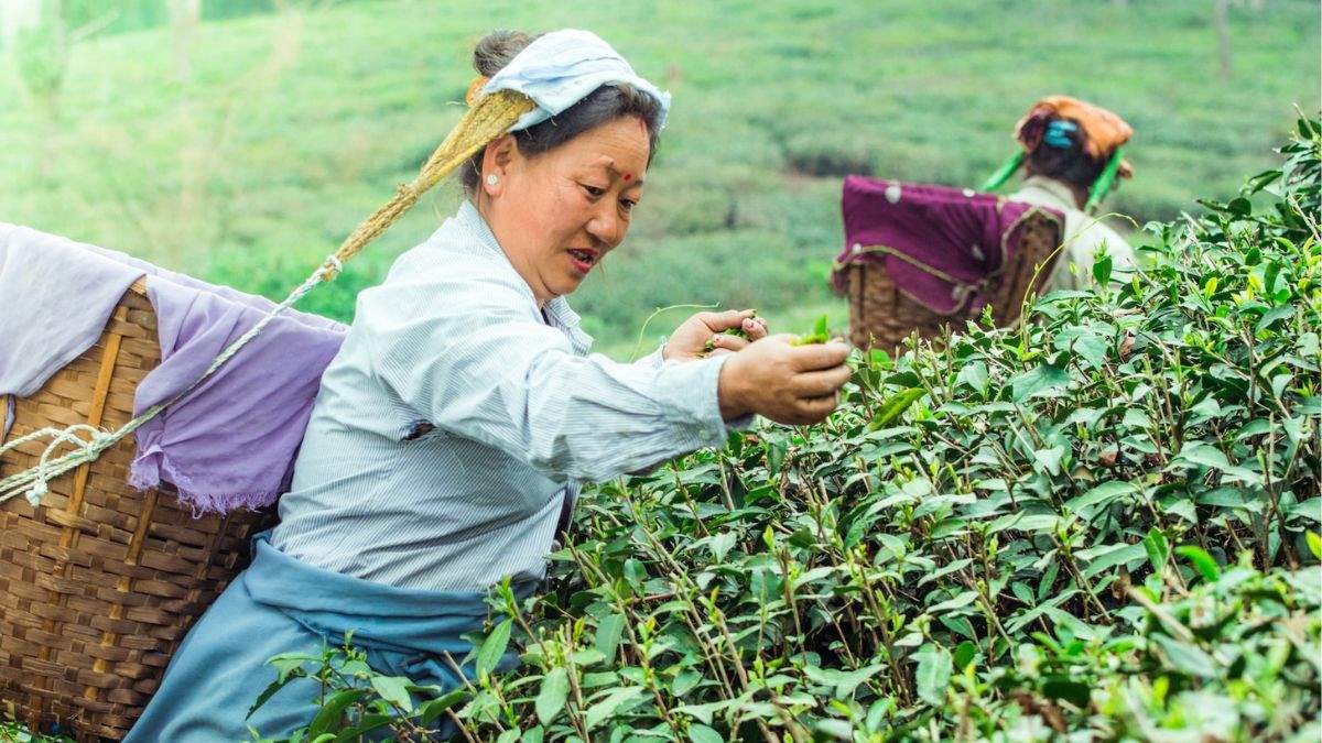Darjeelings Tea Estates Darjeelings Tea Estates