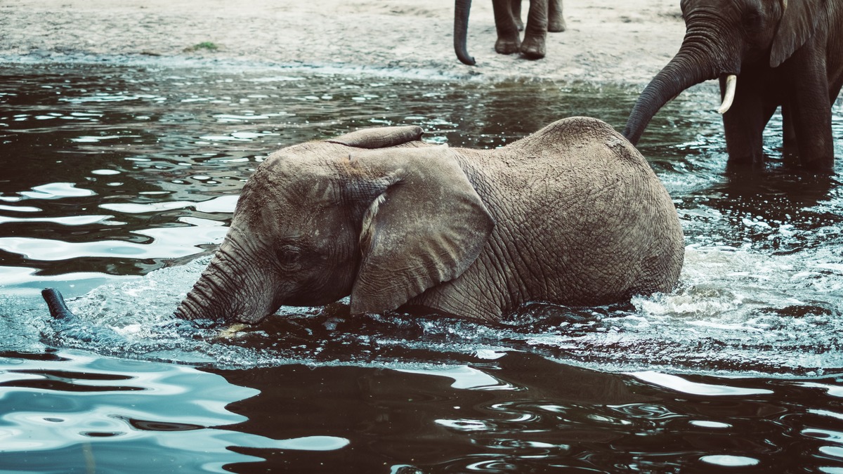 Elephant Spa Elephant Spa