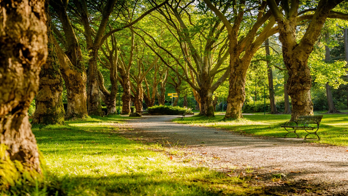 Vedic Park 