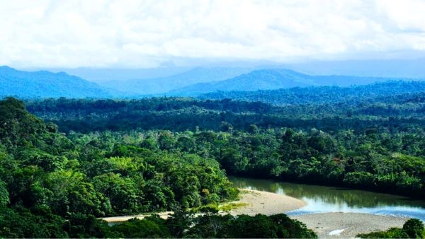 Amazon Trees to Combat Climate Change