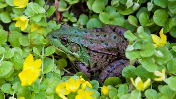 Assams Frog Wedding Rituals