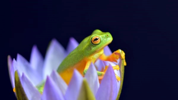 Assams Frog Wedding Rituals