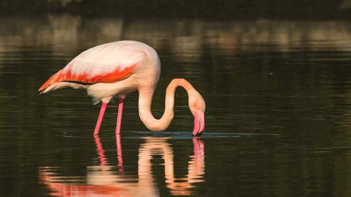 pulicatlake pulicatlake