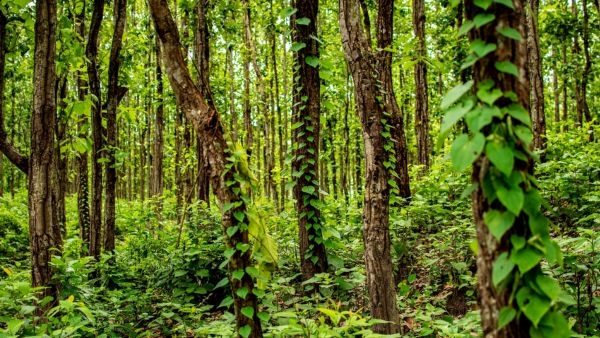 Siliguri: A Hidden Gem in India