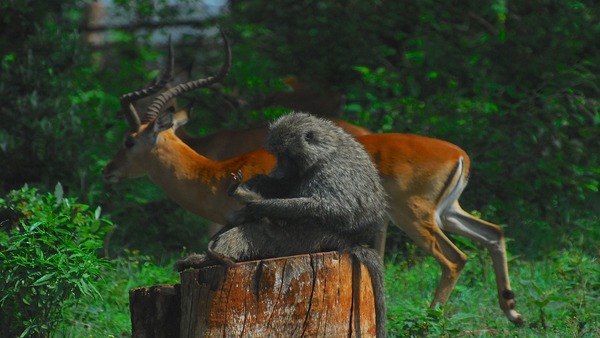 Biodiversity Parks India Biodiversity Parks India