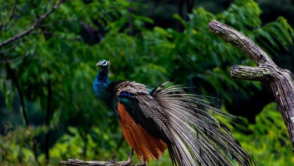 A panoramic view of Bandipur National Park A panoramic view of Bandipur National Park