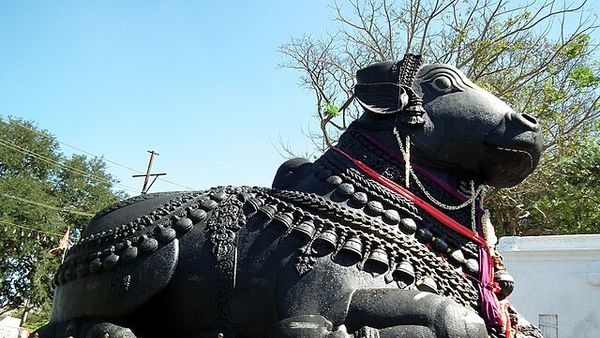 Colossal Nandi Statue on Chamundi Hill Colossal Nandi Statue on Chamundi Hill