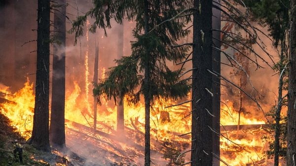 Devastation caused by wildfires in Banff National Park