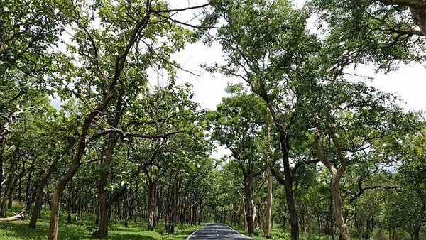 Diverse flora and fauna at Bandipur National Park Diverse flora and fauna at Bandipur National Park