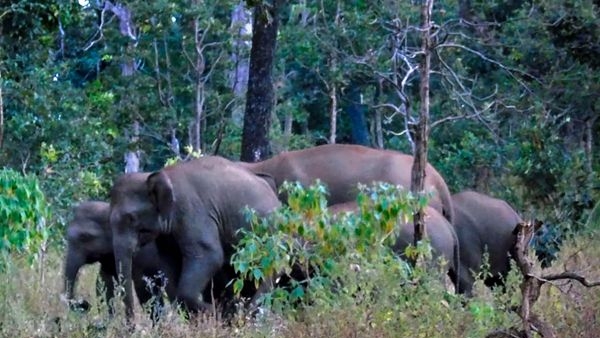 Elephants at Jim Corbett National Park