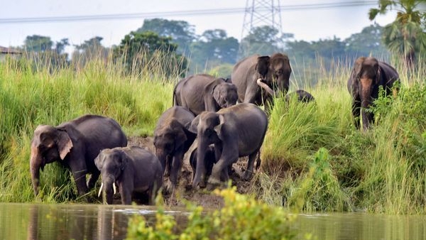 Elephants at Mudumalai Wildlife Sanctuary