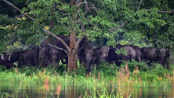 Elephants at Kaziranga National Park