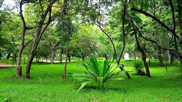 Guindy National Park in Chennai Guindy National Park in Chennai