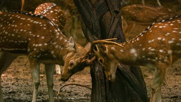 Image of Hauz Khas Deer Park in Delhi Image of Hauz Khas Deer Park in Delhi