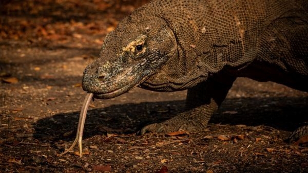 Komodo dragon in Komodo National Park