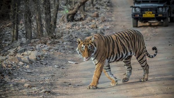 Ranthambore National Park Ranthambore National Park
