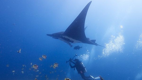 Thrilling snorkeling experience with manta rays Thrilling snorkeling experience with manta rays