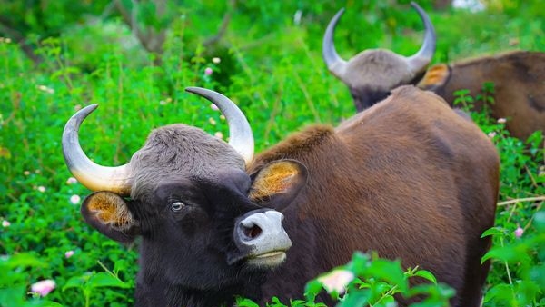Trekking through Muthanga Wildlife Sanctuary and spotting wildlife Trekking through Muthanga Wildlife Sanctuary and spotting wildlife