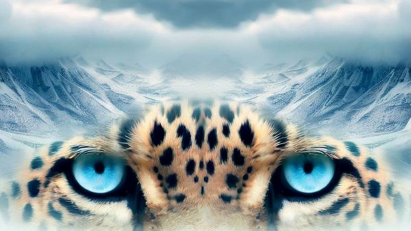 Learn About Ladakhs Snow Leopard Learn About Ladakhs Snow Leopard
