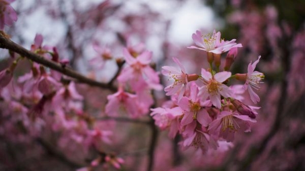 Meghalayas Cherry Blossom Fest 2023
