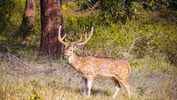 Trip to Masinagudi from Bangalore