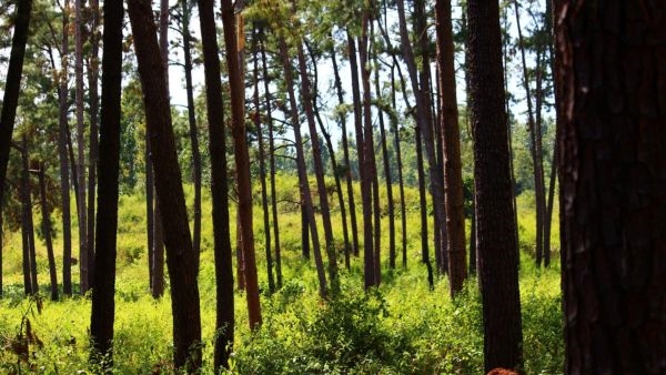 Daringbadi: the Kashmir of Odisha Daringbadi: the Kashmir of Odisha