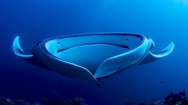 Vibrant underwater life in Malvan Vibrant underwater life in Malvan