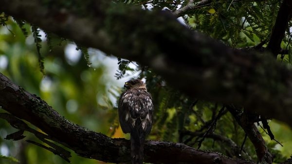 Visitors observing various bird species at Bandipur Visitors observing various bird species at Bandipur