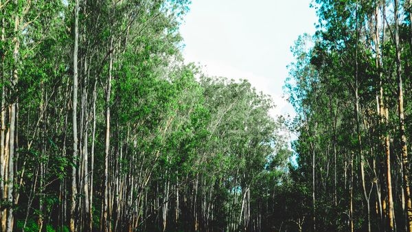 A breathtaking view of the Bangalore-Wayanad route