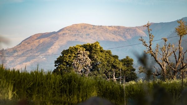 A collage showing five unique national parks in South India with rich and diverse flora and fauna
