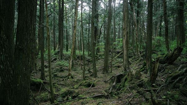 A mystical view of Aokigahara forest