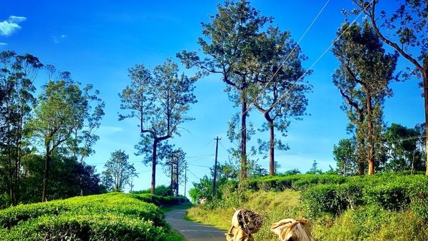 A panoramic view of the mesmerizing landscapes of Wayanad