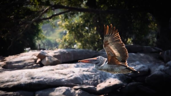 A variety of colourful birds nesting and flying at the Ranganathittu Bird Sanctuary