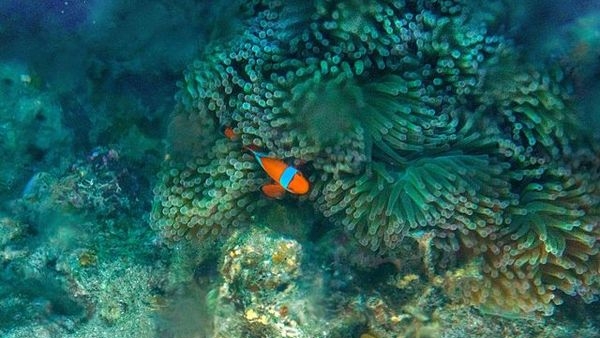Alt: Exotic marine life in Mahatma Gandhi Marine National Park Alt: Exotic marine life in Mahatma Gandhi Marine National Park