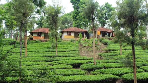 Couple embracing the natures gift in green-carpeted hills of Wayanad. Couple embracing the natures gift in green-carpeted hills of Wayanad.